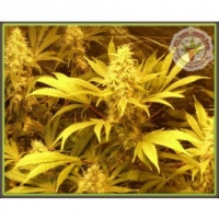 Dr Krippling Kali and the Chocolate Factory Kali's Fruitful Range Feminised Cannabis Seeds For Sale