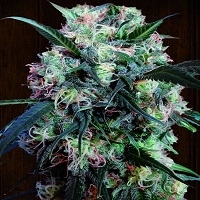 Kali China Feminised Cannabis Seeds | Ace Seeds
