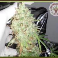 Dr Krippling Kalis Fruitful Range Kalis Lullaby Feminised Cannabis Seeds For Sale