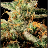 King's Kush Feminised Cannabis Seeds | Green House Seeds