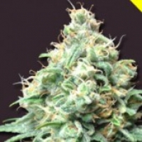Kush Bomb Regular Cannabis Seeds | Bomb Seeds 