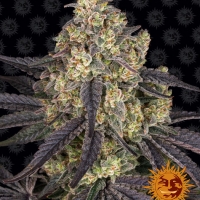 Kush Mintz Feminised Cannabis Seeds | Barney's Farm 