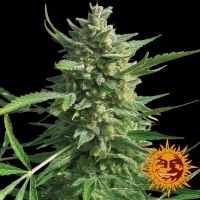 Critical Kush Feminised Cannabis Seeds | Barney's Farm 