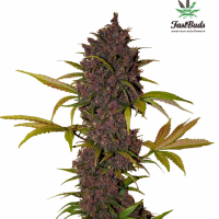 LSD-25 Auto Feminised Cannabis Seeds | Fast Buds.