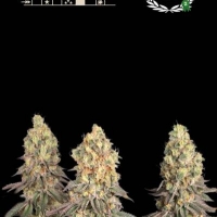 Superior Mack & Crack Feminised Cannabis Seeds | Seed Stockers