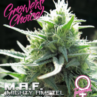 M.A.F. (Mighty Amstel Freezeland) Feminised Cannabis Seeds - Growers Choice