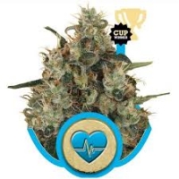 Medical Mass Feminised Cannabis Seeds | Royal Queen Seeds