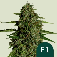 Medusa F1 Auto Feminised Cannabis Seeds | Royal Queen Seeds.