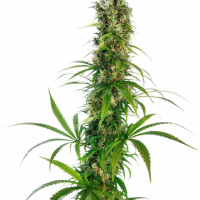 Michka Regular Cannabis Seeds | Sensi Seeds