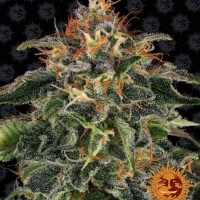 Moby Dick Auto Feminised Cannabis Seeds | Barney's Farm