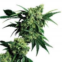 Mr Nice G13 x Hash Plant Regular Cannabis Seeds | Sensi Seeds 