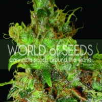 Northern Lights x Skunk Feminised Cannabis Seeds | World of Seeds