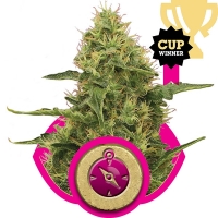 Northern Light Auto Feminised Cannabis Seeds | Royal Queen Seeds.