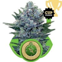 Northern Light Auto Feminised Cannabis Seeds | Royal Queen Seeds