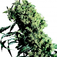 Northern Lights #5 x Haze Feminised Cannabis Seeds | Sensi Seeds 