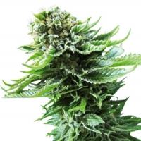 Northern Lights Automatic Feminised Cannabis Seeds | Sensi Seeds 
