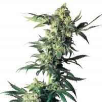 Northern Lights Feminised Cannabis Seeds | Sensi Seeds 