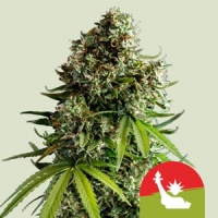 Royal Queen Seeds X TYSON NYC Sour D Auto Feminised Cannabis Seeds.