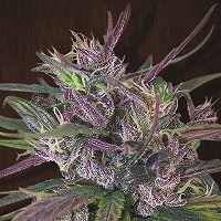 Oldtimer's Haze Regular Cannabis Seeds | Ace Seeds