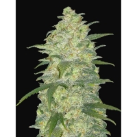 Auto Moby Dick Feminised cannabis Seeds | Fast Buds Originals.