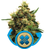 Painkiller XL Feminised Cannabis Seeds | Royal Queen Seeds 
