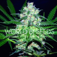 Pakistan Valley Feminised Cannabis Seeds | World of Seeds