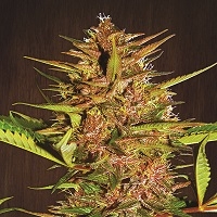 Pakistan Chitral Kush Regular Cannabis Seeds | Ace Seeds.