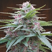 Panama Regular Cannabis Seeds | Ace Seeds