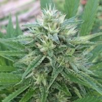 Panama x Bangi Haze Feminised Cannabis Seeds | Ace Seeds