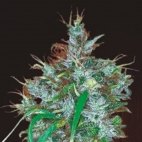 Panama Haze Feminised Cannabis Seeds | Ace Seeds