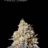 Panty Punch Feminised Cannabis Seeds | Seed Stockers