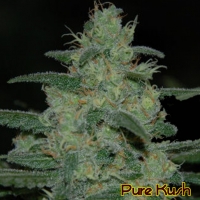Pure Kush Feminised Cannabis Seeds | The Original Sensible Seed Company