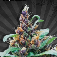 Purple Cheese Auto flowering Feminised Cannabis Seeds For Sale (Known as Purple Stilton) | Auto Seeds