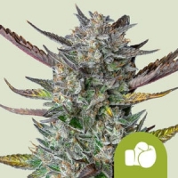 Purple Punch Auto Feminised Cannabis Seeds | Royal Queen Seeds.