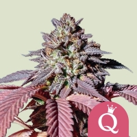 Purple Queen Auto Feminised Cannabis Seeds | Royal Queen Seeds.