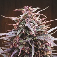 Purple Haze x Malawi Feminised Cannabis Seeds | Ace Seeds