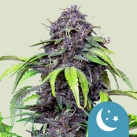 Purplematic CBD Feminised Cannabis Seeds | Royal Queen Seeds.