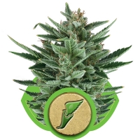 Quick One Auto Feminised Cannabis Seeds | Royal Queen Seeds
