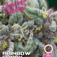 Rainbow Candy Auto Feminised Cannabis Seeds - Growers Choice