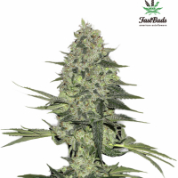 Rhino Ryder Auto Feminised Cannabis Seeds | Fast Buds