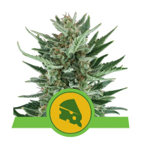 Royal Cheese Auto Feminised Cannabis Seeds | Royal Queen Seeds