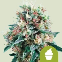Creamatic Feminised Cannabis Seeds | Royal Queen Seeds.