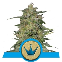 Royal Highness Feminised Cannabis Seeds | Royal Queen Seeds