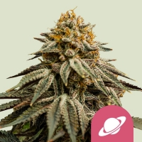 Royal Skywalker Feminised Cannabis Seeds | Royal Queen Seeds.
