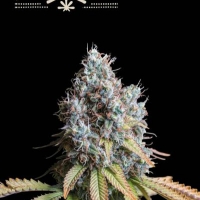 Superior Ruru Cucu OG Feminised Cannabis Seeds | Seed Stockers
