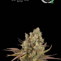 Superior Santa Marta Haze Auto Feminised Cannabis Seeds | Seed Stockers