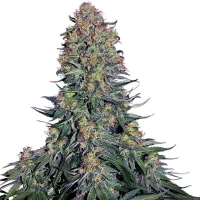 Blue Skunk Feminised Cannabis Seeds - Sensi Seeds.