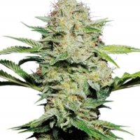 Sensi Skunk Auto-Flowering Feminised Cannabis Seeds | Sensi Seeds 