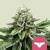 Sherbet Queen Feminised Cannabis Seeds | Royal Queen Seeds.