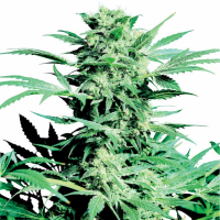 Shiva Skunk Auto Feminised Cannabis Seeds | Sensi Seeds